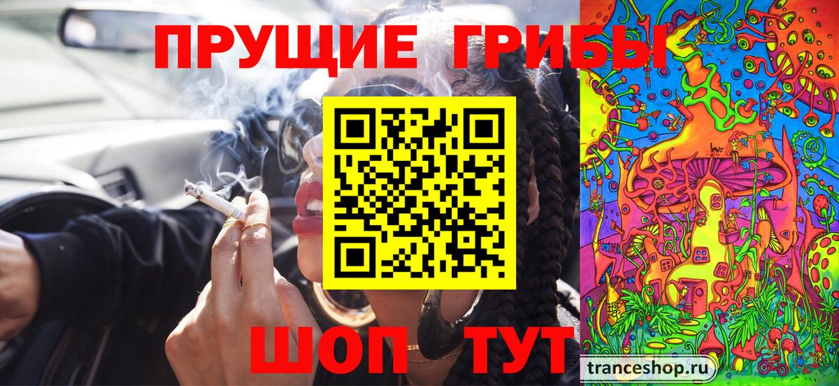 Галлюциногенные грибы Psilocybe Нововоронеж